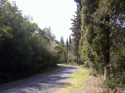 Macchia della Magona